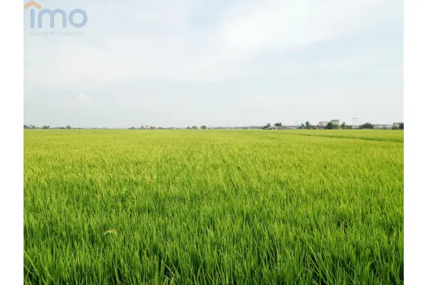 świętokrzyskie, ostrowiecki, Waśniów, Garbacz, Oddam w dzierżawę, czarnoziem